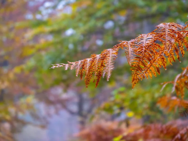 Glowing Golden Brown Eagle Fern Leaf Rainy Autumn Forest Beautiful — Stockfoto