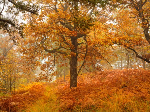 Теплые Цвета Осенних Оттенков Распространяются Пышной Лесной Листве Великолепная Лесная — стоковое фото