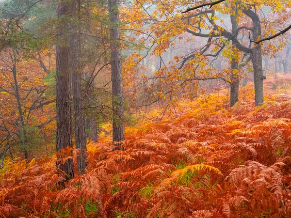 緑豊かな霧の森の中で緑豊かなワシのシダの葉を着色秋の鮮やかな色合い 霧の多い日に緑豊かな森林を受け入れる秋の季節の暖かい色のパレットに輝くカラフルなシダの葉 — ストック写真