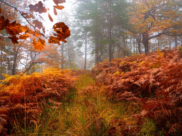 Overgrown Forest Path Surrounded Colorful Foliage Moody Autumn Day Beautiful — 图库照片