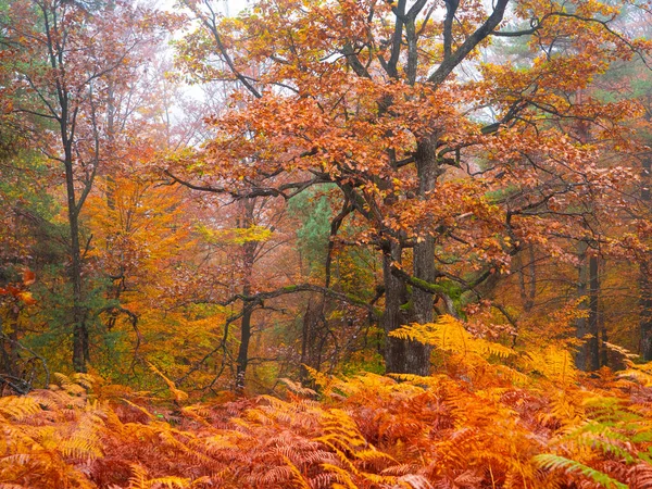Forest Leafage Glowing Warm Vibrant Shades Autumn Season Foggy Forest — Foto Stock