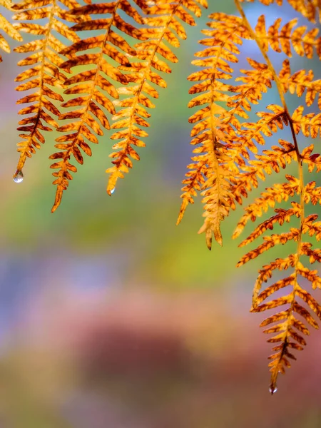 秋のワシシダの葉を滑り降りる雨滴 秋の雨の日にはカラフルな森の葉 秋の雨で水滴と黄金の茶色のシダのフロント — ストック写真