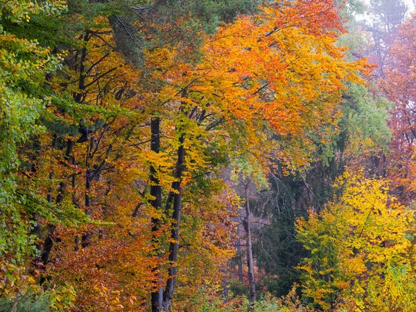 Контрастный Вид Между Зелеными Осенними Листьями Деревьев Лесу Великолепная Лесная — стоковое фото