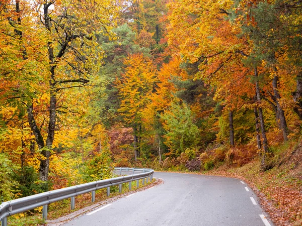 Picturesque Paved Serpentine Road Winding Colorful Forest Fall Season Wet — Stok fotoğraf