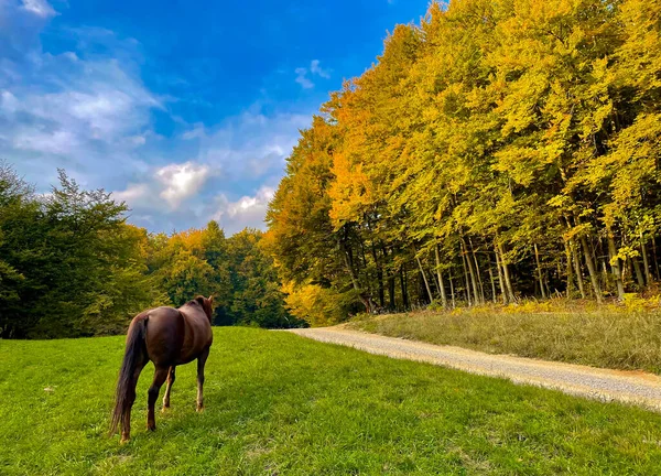 Horse Grazing Green Pasture Colorful Forest Sunny Autumn Day Beautiful — Stock Photo, Image
