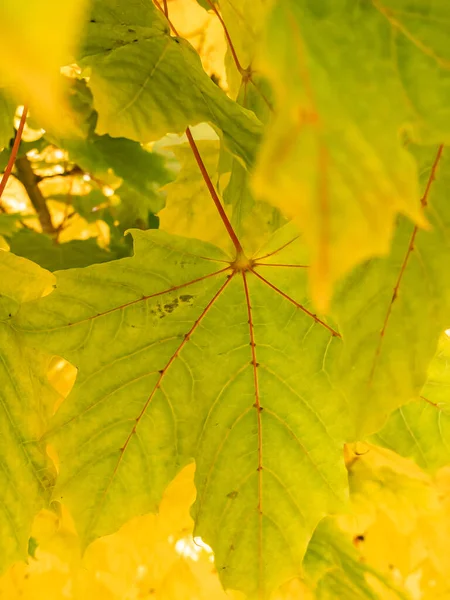 カエデの葉は緑色から秋にかけて黄色に変色します 秋の鮮やかな黄色の季節に美しいカエデの葉 秋になると色が変わる木の葉の素晴らしい詳細 — ストック写真