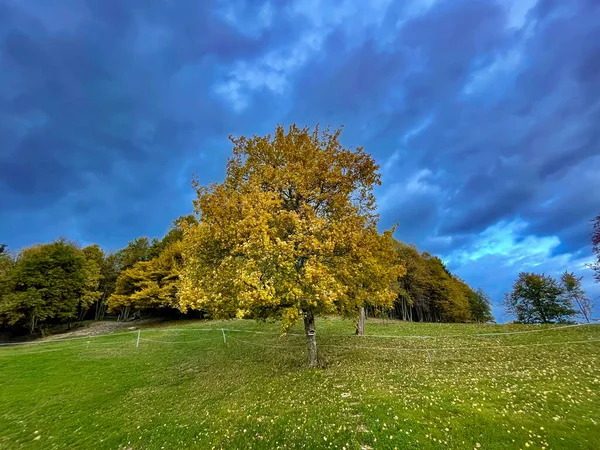Beautiful Tree Amazing Autumn Colors Green Meadow Dark Blue Clouds — Photo