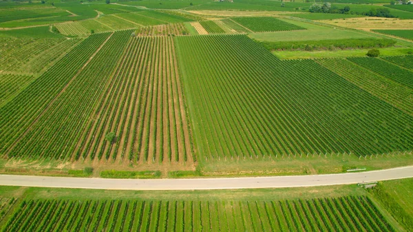 Aerial Asphalt Road Crossing Lush Green Countryside Cultivated Grapevines Wine — Fotografia de Stock