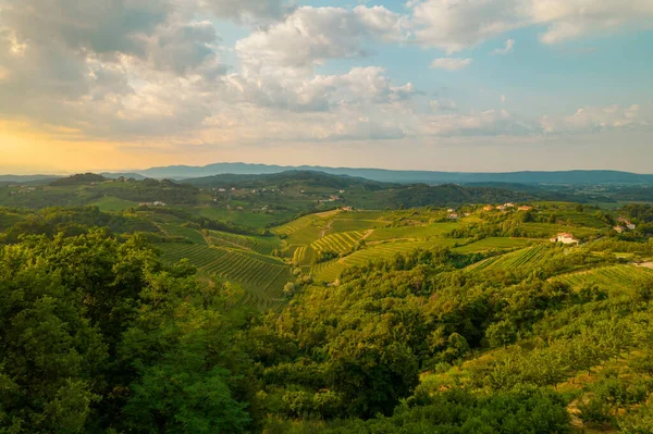 AERIAL: Hilly wine country with beautiful vineyards and forest in golden light. Last rays of sun touching picturesque cultivated landscape with planted vines and orchards in the embrace of woodland.