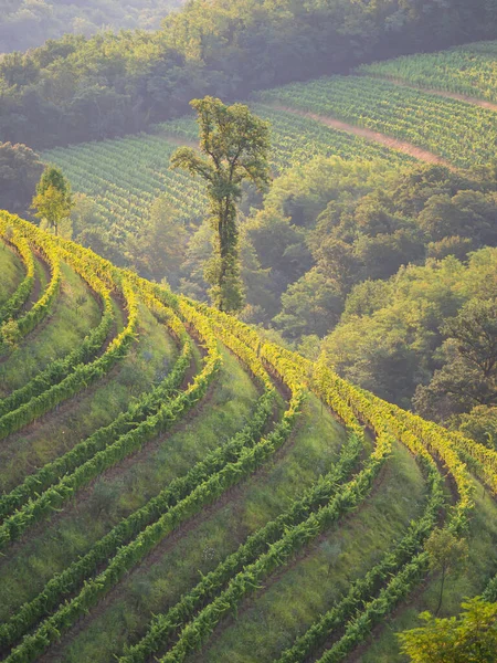 Picturesque Vineyard Patterns Appearing Hilly Wine Country Golden Light Sunrise — Stok fotoğraf