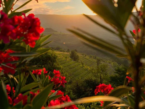 Rays Sunrise Peeking Hilltop Illuminating Scenic Hilly Wine Country Lined — 图库照片