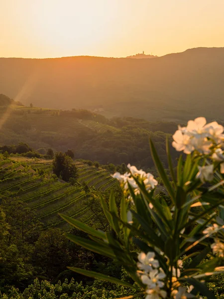 First Rays Morning Sun Coming Hill Brightening Scenic Wine Country — Stok fotoğraf