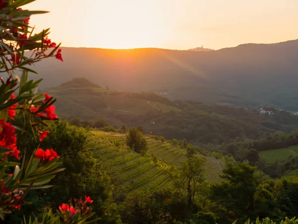 Lovely Autumn Sunrise Beams Glowing Picturesque Vineyards Terraced Hills Beautiful — Stockfoto
