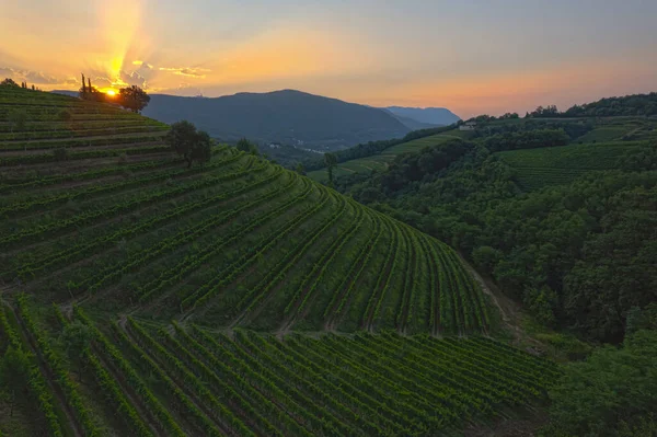 Beautiful terraced vineyard and last rays of evening sun setting behind hill. Lovely glimpse of picturesque countryside in early fall with beautifully aligned vine trellises on terraced hillsides.