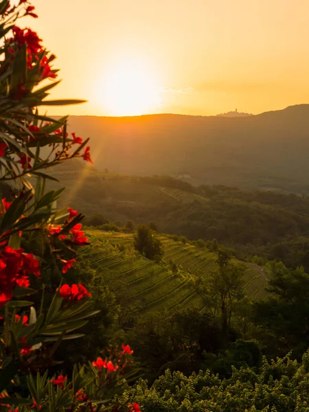 Beautiful autumn sunset light shining on picturesque vineyards on terraced hills. Lovely glimpse of eye-catching countryside in fall season with amazingly aligned vine trellises growing on hillsides.