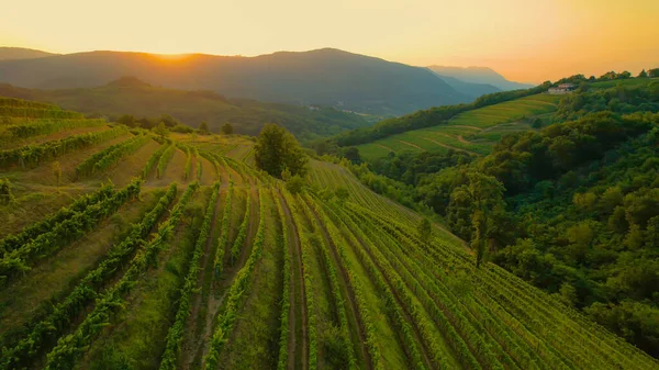 Stunning View Wine Country Terraced Vineyards Bathing Golden Light Beautiful — Stok fotoğraf