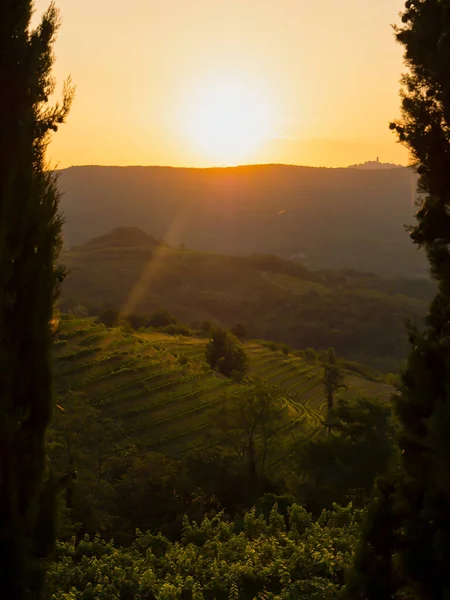 First Touches Autumn Morning Sun Wine Region Terraced Vineyards Breath — Stok fotoğraf