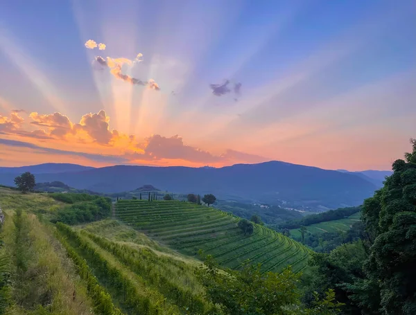 Stunning Play Sun Rays Spilling Sky Beautiful Vineyard Landscape Breath — Stok fotoğraf