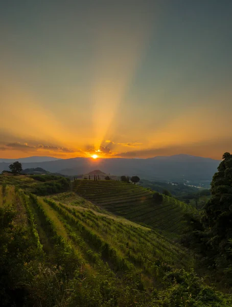 空と絵のように美しいワインの国にまたがる最初の朝の日差し 穏やかな朝の光の中でブドウ畑と息をのむような風景 秋の日の出に目を引くワインの田舎の垣間見る — ストック写真