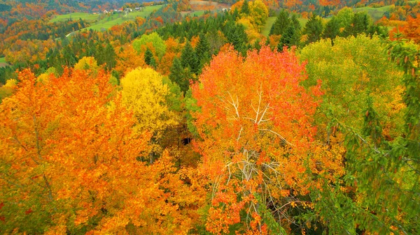 Великолепная Цветовая Палитра Деревьев Лесистой Сельской Местности Осенью Высокоугольный Вид — стоковое фото