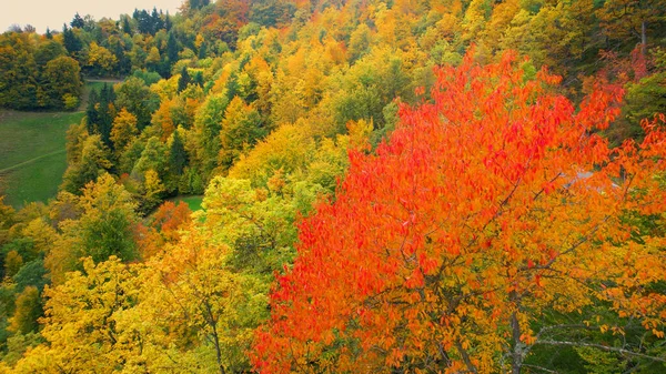 Среди Осенних Лесов Листья Каштана Светятся Ярко Красным Цветом Высокоугольный — стоковое фото
