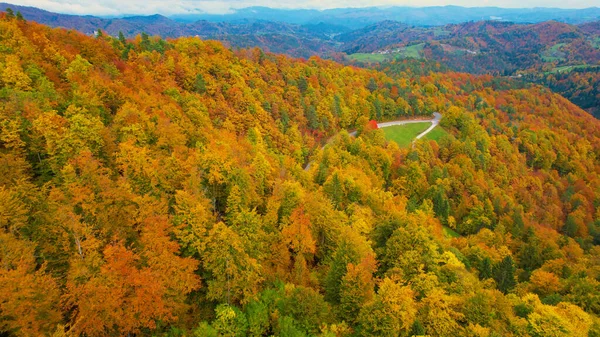 Вид Лесной Массив Золотисто Желтой Осенней Цветовой Палитре Летающие Над — стоковое фото