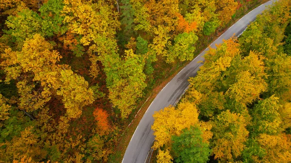 Lush Forest Amazing Autumn Shades Road Hiding Treetops Forest Treetops — Stockfoto