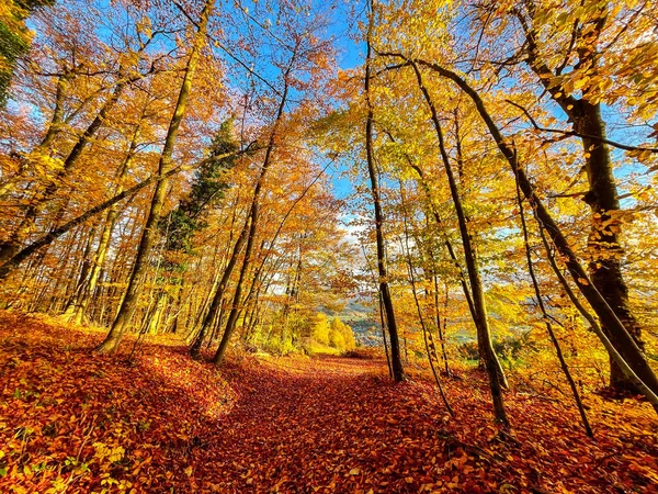 Lovely Forest Path Completely Covered Fallen Tree Leaves Autumn Season — Fotografia de Stock
