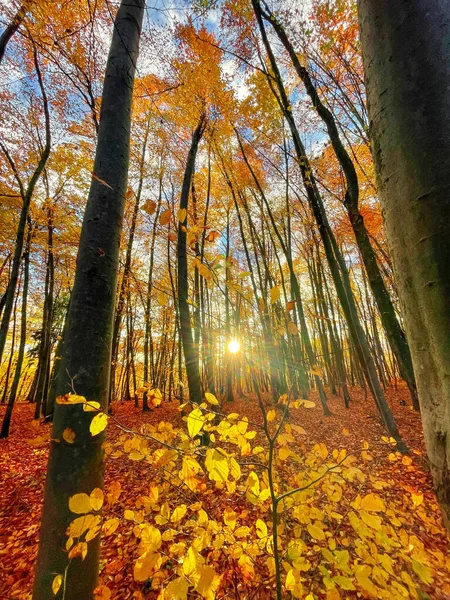 Sun Shining Colorful Forest Trees Vibrant Shades Autumn Season Beautiful — Fotografia de Stock