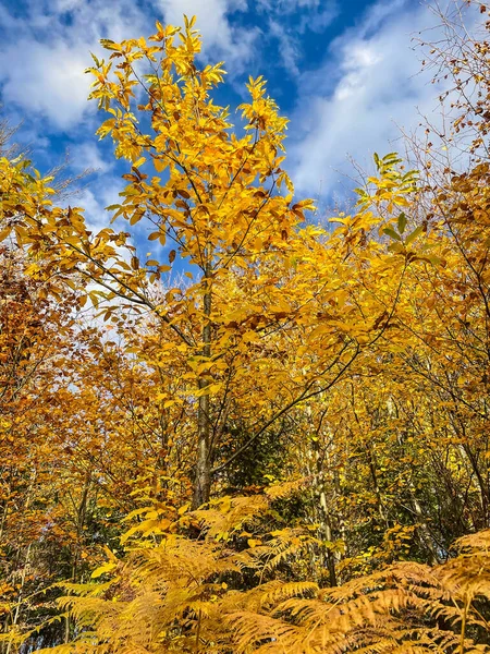 Golden Chestnut Tree Fern Leaves Glowing Blue Autumn Sky Picturesque — Φωτογραφία Αρχείου