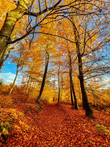 Лесная Тропа Покрыта Опавшими Листьями Деревьев Солнечный День Осеннего Сезона — стоковое фото