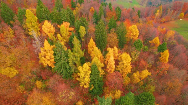 Stunning Color Shades Trees Forested Countryside Fall Season Magnificent High — Stock fotografie
