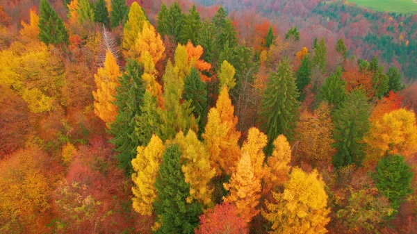 Beautiful color contrast between conifers and deciduous trees in autumn. Magnificent colours of changing forest tree leaves in fall season. Stunning color palette spreading across woodland.