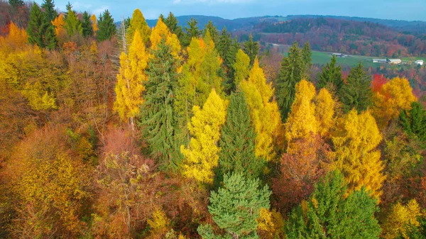 Eye-pleasing view of forest landscape in stunning autumn colour palette. Gorgeous changing leaves of deciduous trees in fall season. Mixed forest glowing in warm shades of autumn season.