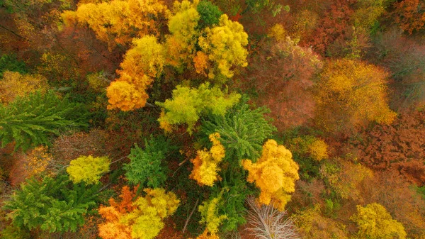 Lush Forest Treetops Glowing Warm Shades Autumn Season Stunning High — Stockfoto