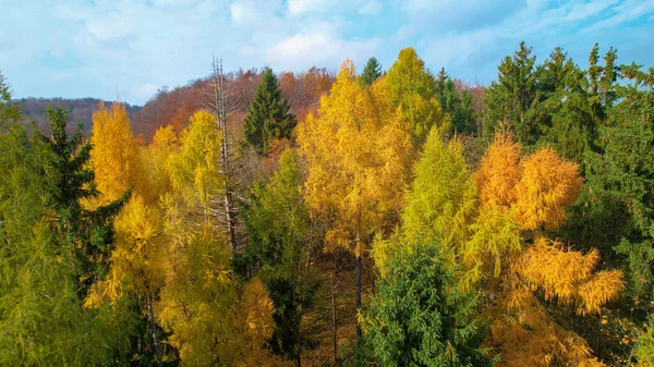 Larch Trees Glowing Golden Yellow Color Embrace Autumn Woodland Lush — Photo