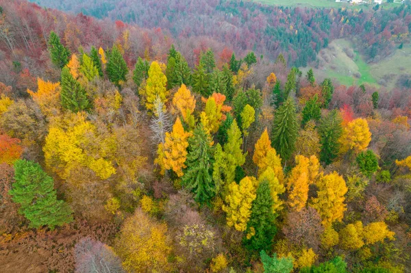 Breath-taking colored forest trees at hilly countryside in autumn season. Stunning color contrast between conifer and deciduous trees. Beautiful autumn palette spreading across landscape.