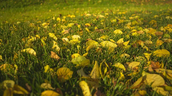 Fallen Tree Leaves Scattered All Lawn Fall Season Yellow Autumn — Stock Photo, Image