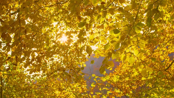 Sun Peeking Lush Beech Tree Branches Vibrant Yellow Autumn Leaves — Stockfoto