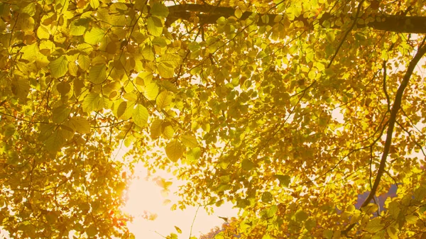 Vibrant Yellow Autumn Leaves Sun Shining Lush Beech Tree Branches — Stockfoto