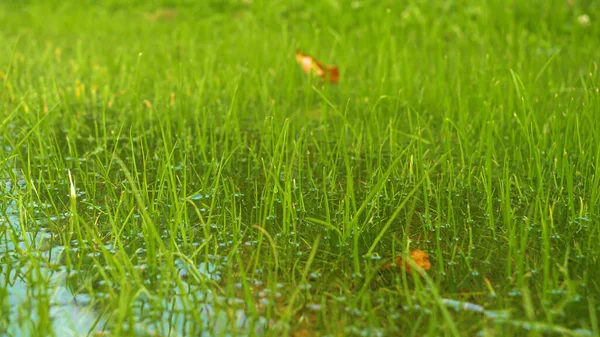 Heavy Autumn Rainfall Resulting Stagnation Excess Water Green Grassland Detailed — Stock Photo, Image