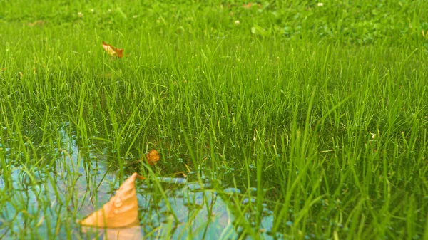 Stagnation Excess Water Green Grass Result Heavy Autumn Rain Detailed — Stock Photo, Image