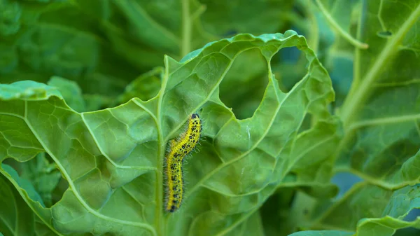 CLOSE UP: Cabbage worm caterpillar attacking green vegetable and causing damage. Garden pests attacking growing vegetables and causing crop loss. Lush green leaves eaten by cabbage worm caterpillar.