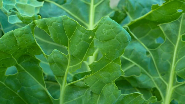 Close Green Cabbage Leaves Damaged Perforated Cabbage Worm Parasite Garden — Stock Photo, Image
