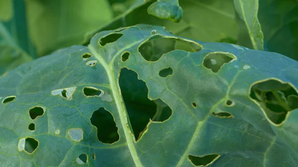 CLOSE UP: Perforated green cabbage leaves due to attack of vegetable parasite. Garden pests damaged vegetables and caused crop loss. Cabbage worm attacked green vegetable and caused holes in leaves.