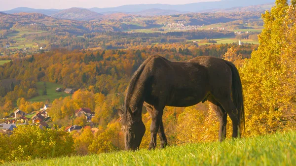 Picturesque Countryside Autumn Colors Beautiful Horse Grazing Meadow Black Stallion — Stock Photo, Image