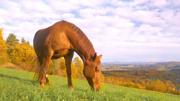 Gorgeous Brown Mare Grazes Freely Green Meadow Valley Autumn Shades — Foto de Stock