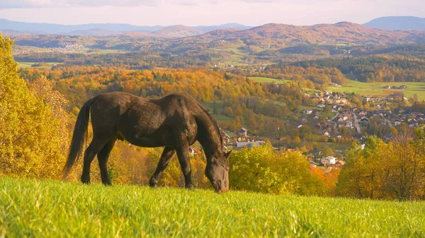 Beautiful Black Stallion Grazing Green Meadow Valley Autumn Color Black — Stock Photo, Image