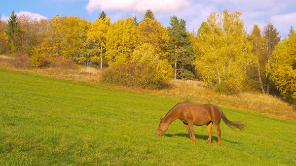 Beautiful mare grazing on green pasture surrounded with colorful autumn forest. Chestnut horse pasturing on a meadow in the embrace of colorful leafy trees in vibrant shades of fall season in October.