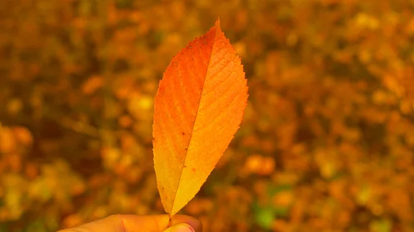 CLOSE UP: Human hand holding tree leaf with gorgeous orange-red autumn gradient. Detailed view of vein pattern and colour of a fallen tree leaf. Beautiful color palette of autumn shades in the forest.